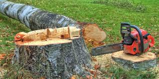 Tree and Shrub Care in Big Lake, AK