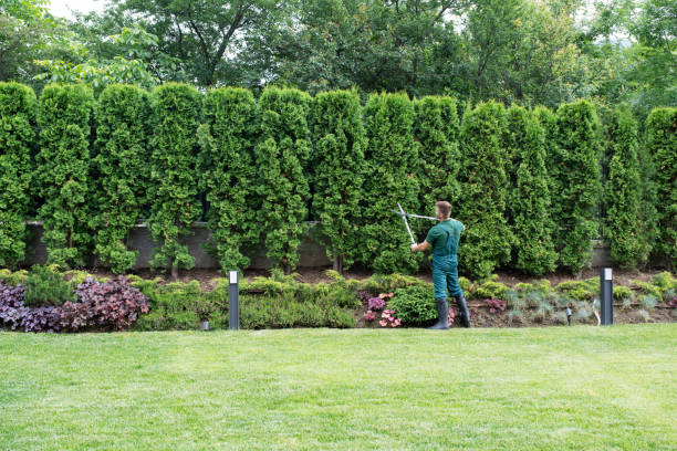 Best Lawn Renovation and Restoration  in Big Le, AK