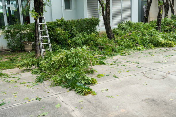 Best Tree Removal  in Big Le, AK
